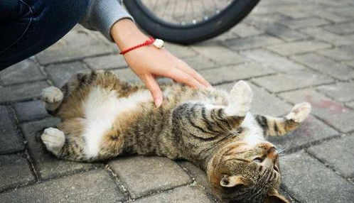 猫咪主动蹭人真的是在表示友好吗 这个行为还有哪些含义呢 