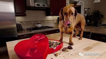 这只狗狗在吃了巧克力后,发生么超恐怖的一幕... 