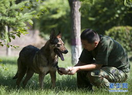 实拍缉毒犬训练过程 