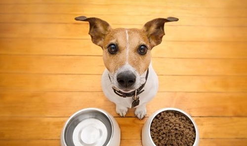 蛋白质越多,狗粮的品质就越好 我们的狗狗到底需要多少的蛋白质