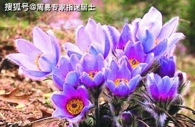 十二生肖2022年大雪节运气占算 需学会理性思索,玉堂朱紫化解倒运星