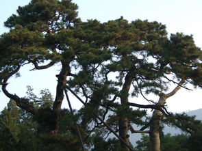 松树的种类,松树的特点,松树的繁殖方式 齐家网 