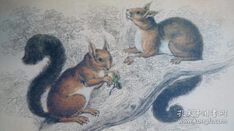 The Squirrel Book 动物文学经典 松鼠之书 全插图本精装 原书衣全 增补多张绝美彩图