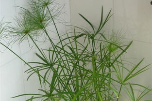 旱伞草的养护方法,红叶水竹的种植方法？
