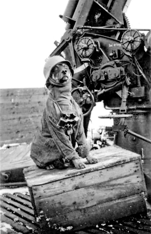二战时德国曾计划组建会说人话的狗狗部队 希特勒是坚定支持者
