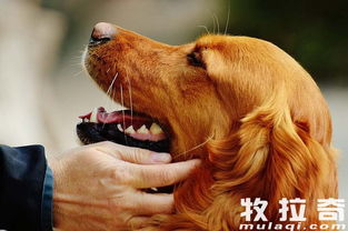 怎样防止狗狗在换牙期出现双排牙 