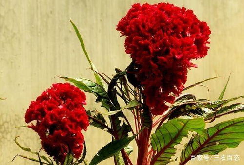 农村一大红花,很多人只是作为装饰,却不知它有更多的价值