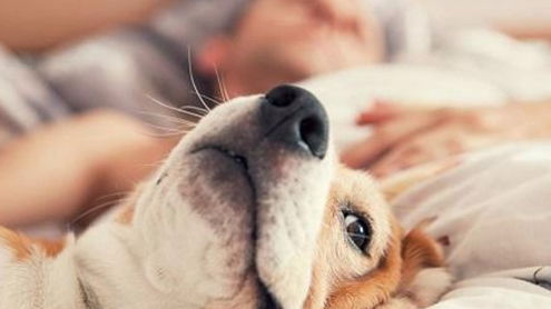 狗狗喜欢靠着主人睡可不仅因为喜欢你,其实还有这5个原因