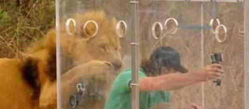 国外男子作死,躲在玻璃箱里挑衅狮子,下一秒男子笑了,不过如此