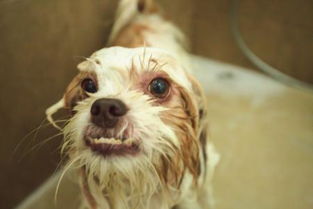 小狗洗澡的时候怎样防止水进入耳朵 有什么好的建议 