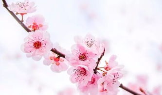 关于桃花树的著名诗句