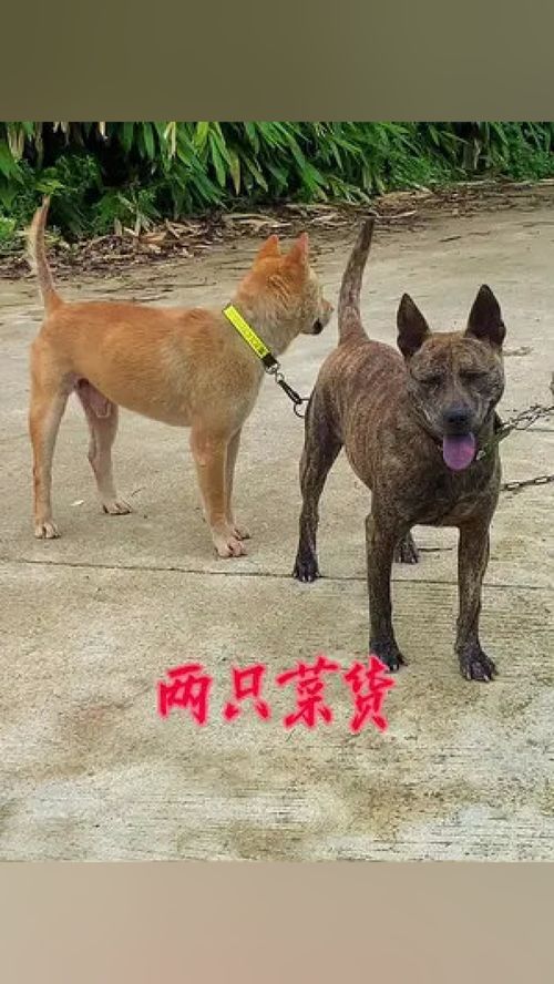 海南广西土猎犬幼犬出售