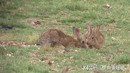 澳大利亚野兔成灾体重达百斤,为啥不吃 澳洲人 吃不了,吃不了