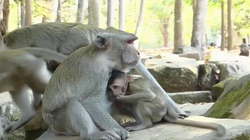 猴婴儿和新生儿猴就越多 
