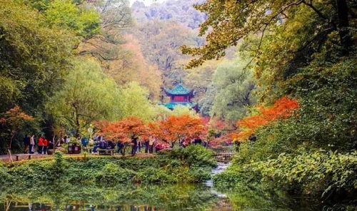 注意 岳麓山 橘子洲限流