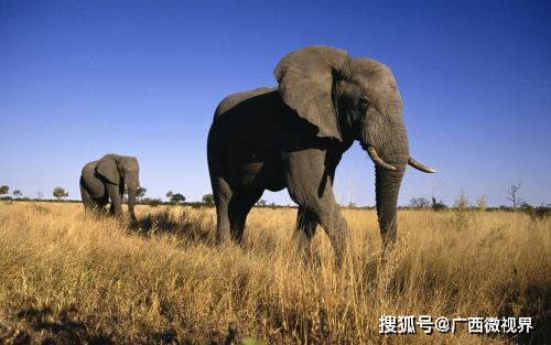 世界上最大的大象 重量达到13.5吨,相当于9辆汽车重