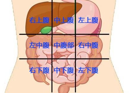 内科主任 一张腹部地图,告诉你腹部疼痛对应哪个器官,终身有益