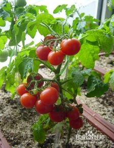 阳台花盆种西红柿,怎么才能长得又大又好 