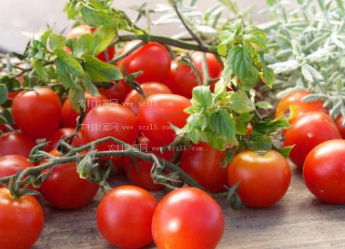 西红柿的保存最佳方法,番茄保鲜最佳方法？