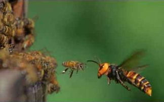 被胡蜂活着抓走的蜜蜂,命运更悲惨,老蜂农告诉你胡蜂的超凡智慧