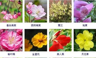 各种花卉名字