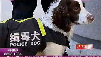 搜爆犬 – 