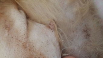 请问狗狗肚子上有这样的黑点点是皮肤病吗 