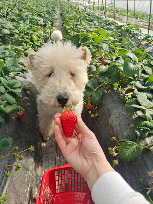 上海嘉定带狗玩一日游 生态农场 松茗园 