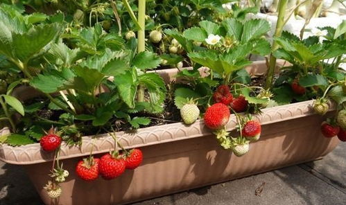 夏天阳台种草莓,掌握技巧,结果粉嘟嘟吃不完