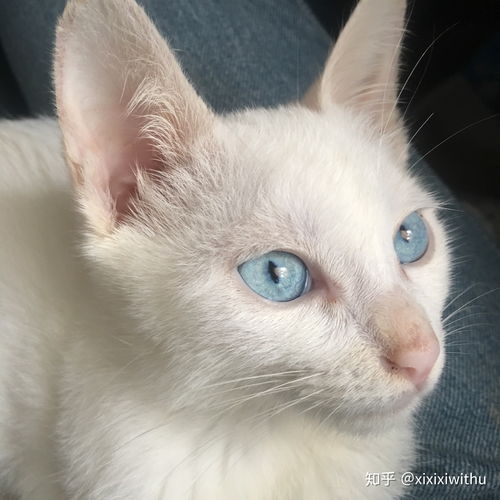 蓝色眼睛的猫有哪些品种 