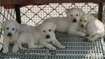 武汉本地繁殖精品拉布拉多犬 签协议保纯种 健康出售