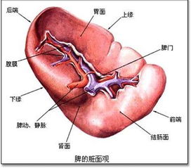 出现这4个状况,说明热毒已入脏腑,治疗几个穴道是关键