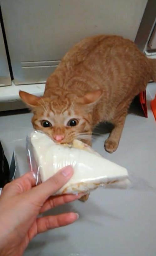 猫可以吃面包吗,猫可以吃面包吗甜的