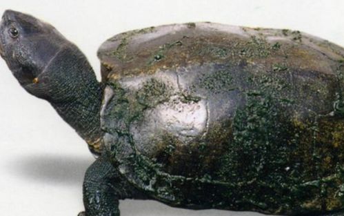 广东草龟和中华草龟有什么区别 