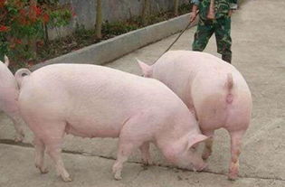 母猪人工配种的正确方法