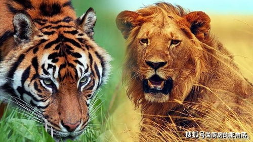 为什么老虎和狮子的领地都没有对方 是刻意避开的吗