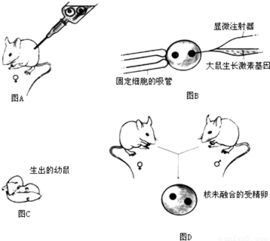 人的染色体有两类.一类是与决定性别无关的染色体叫 .另一类是与决定性别有关的染色体叫 . 青夏教育精英家教网 