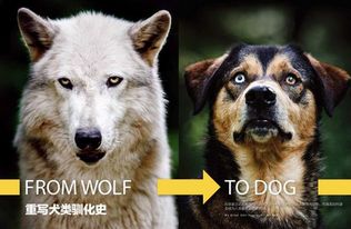 犬是由狼驯化而来的吗 