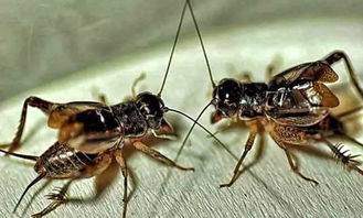 蟋蟀吃什么东西,蟋蟀吃什么东西能活多久