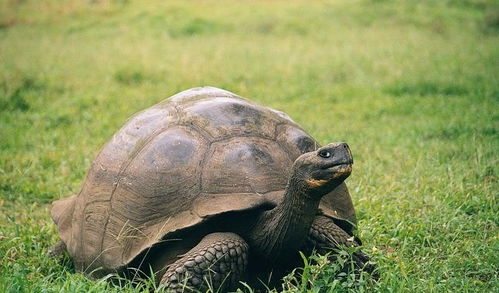陆龟中的最大者,它们是加拉帕戈斯群岛的王者