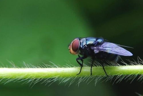 庭院里苍蝇开始增多,如何做好防范及消杀工作