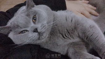 品相超好公蓝猫借配,漂亮的猫MM看过来