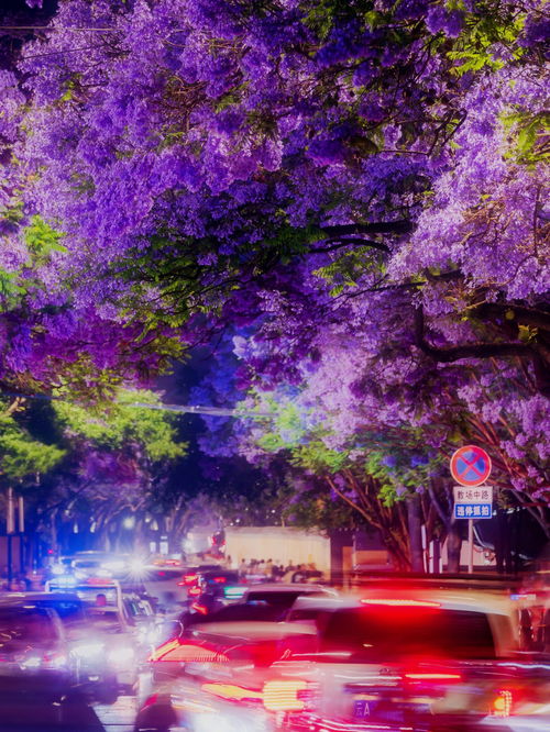 又拍教场中路蓝花楹夜景 