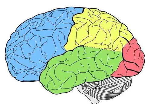 Nature 实验室培养的大脑会产生意识吗