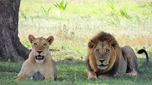 狮群围在一起抢夺着食物,受伤的狮子只能一旁看着,忍受饥饿 