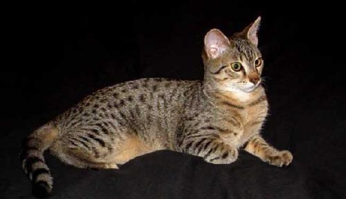 猫咪品种大全介绍 埃及猫,历史中最早出现的家猫品种