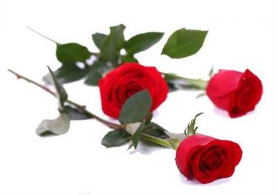 送玫瑰花朵数的含义 玫瑰花朵数代表的含义