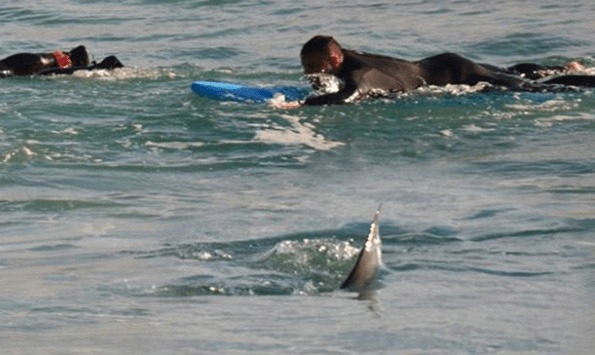 澳冲浪者逃离鲨鱼展开生死赛跑 相距仅数米全程惊心动魄