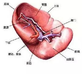 心肝脾肺肾积毒一分钟快速自检,春季及时自救 