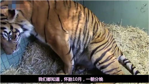 老虎生宝宝被全程录了下来,在宝宝面前,虎妈妈也是很温柔的 